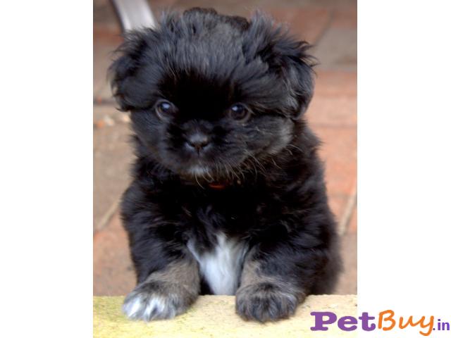 Tibetan Spaniel Puppies For Sale At Best Price In Pune
