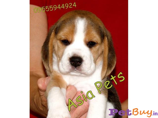 Beagle Puppies For Sale At Best Price In Mumbai