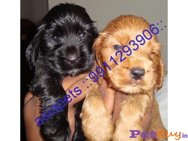 Cocker Spaniel Puppies For Sale At Best Price In Mumbai