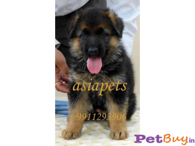 German Shepherd  Puppies For Sale At Best Price In Mumbai