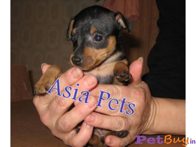 Miniature Pinscher Puppy For Sale At Best Price In Chennai