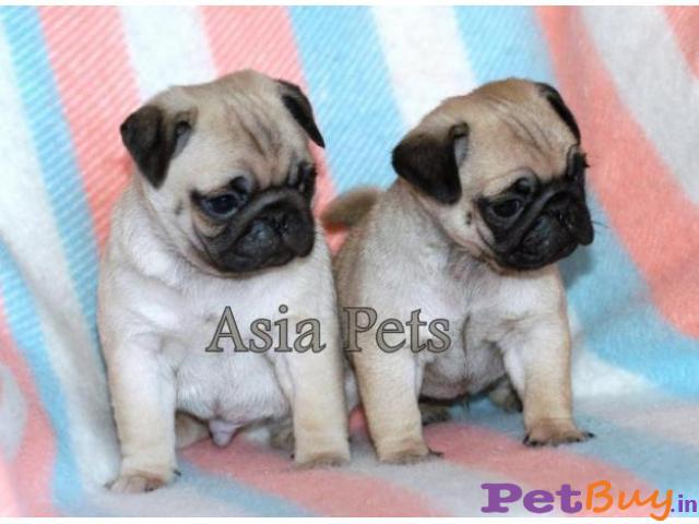Pug Puppy For Sale At Best Price In Chennai