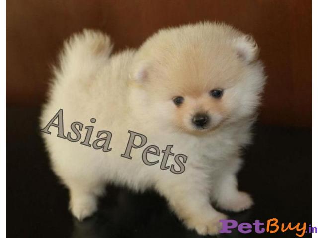 Pomeranian Puppy For Sale At Best Price In Chennai