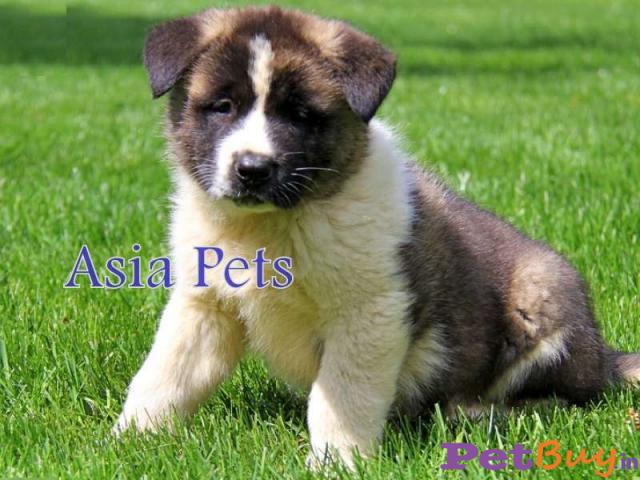 Akita Puppy Price In Agra, Akita Puppy For Sale In Agra