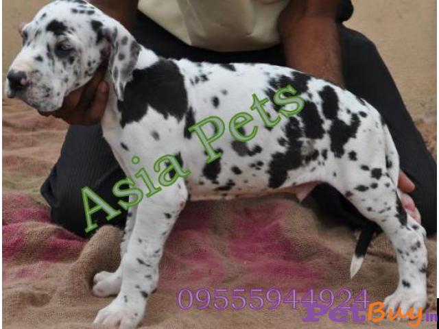Harlequin Great Dane Puppy For Sale In Chennai At Best Price