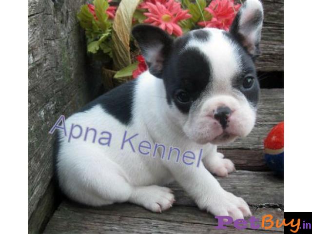 French Bulldog Puppy For Sale In Jaipur At Best Price