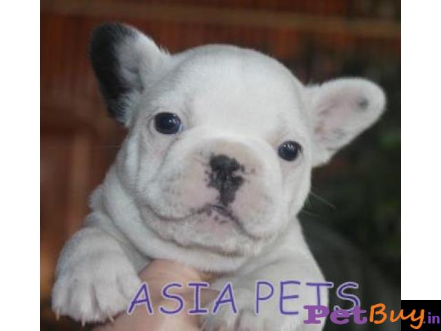 French Bulldog Puppy For Sale In Rajkot Best Price