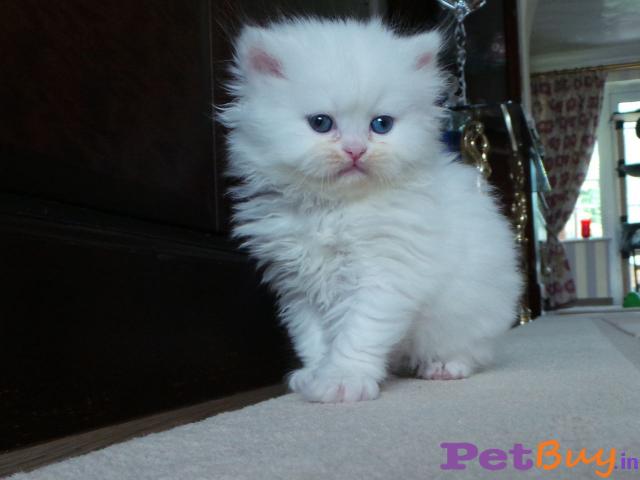 Persian Kitten For Sale In Bhopal At Best Price