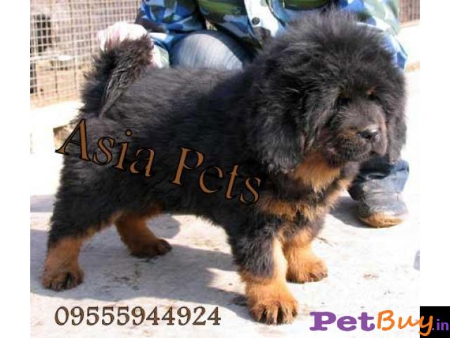 Tibetan Mastiff Puppy For Sale In Dehradun Best Price