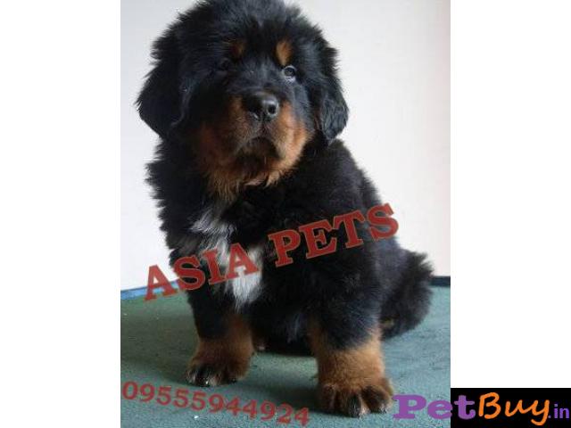 Tibetan Mastiff Puppy For Sale In Delhi Best Price