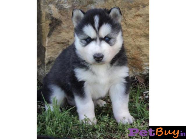 Siberian Husky Puppy For Sale In Chandigarh Best Price