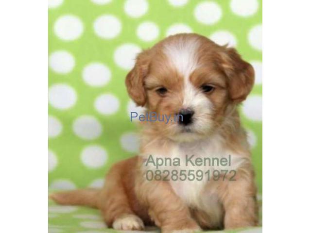 Lhasa Apso Puppies For Sale At Asia Pets