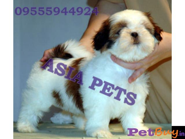 Shih Tzu Puppy For Sale In Chennai Best Price