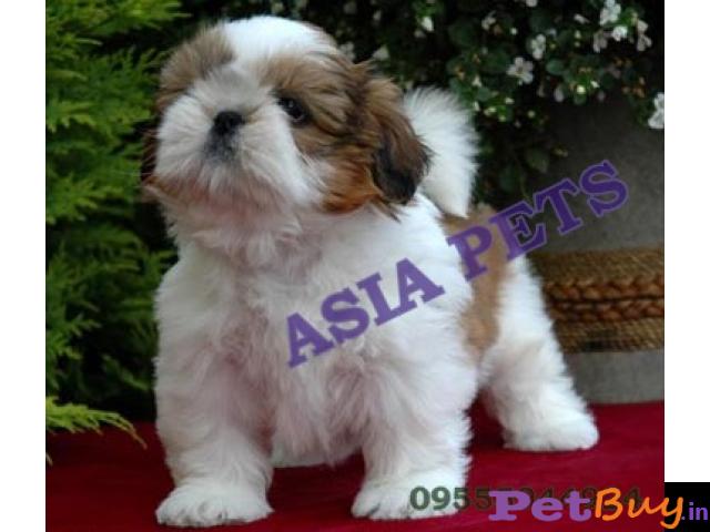 Shih Tzu Puppy For Sale In Coimbatore Best Price