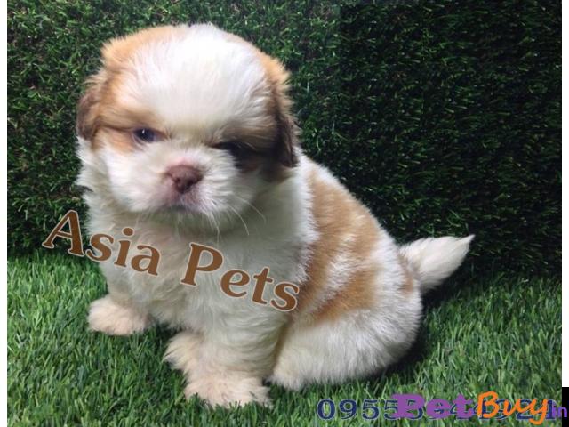 Shih Tzu Puppy For Sale In Vizag Best Price