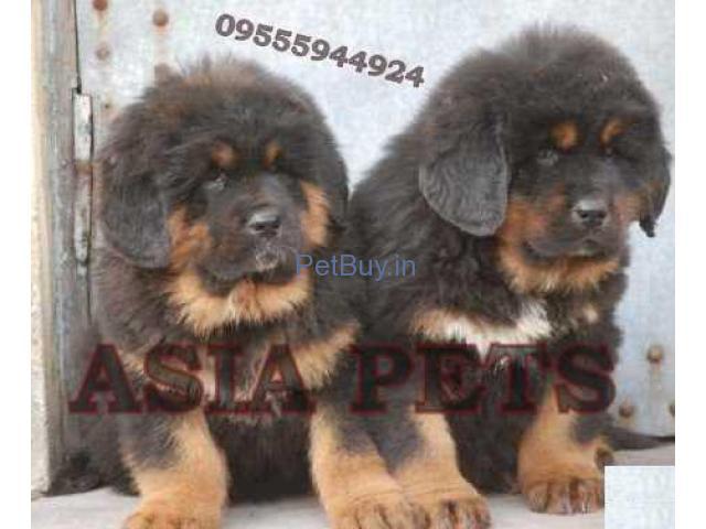 Tibetan Mastiff Puppies For Sale At Asia Pets