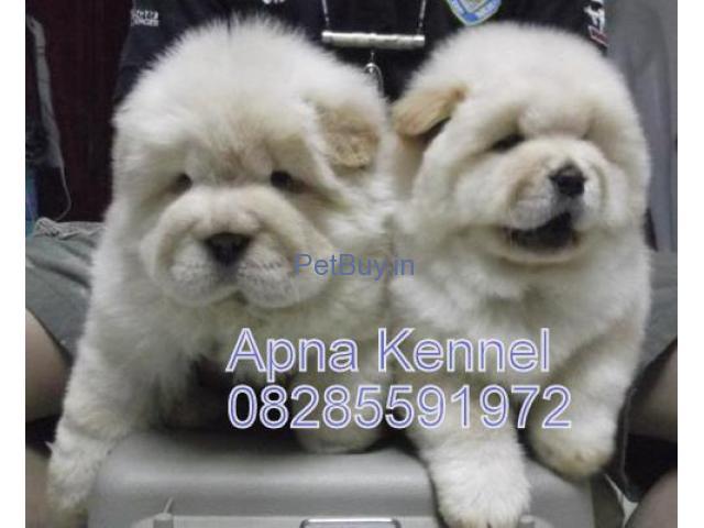 Chow Chow Puppies For Sale At Asia Pets
