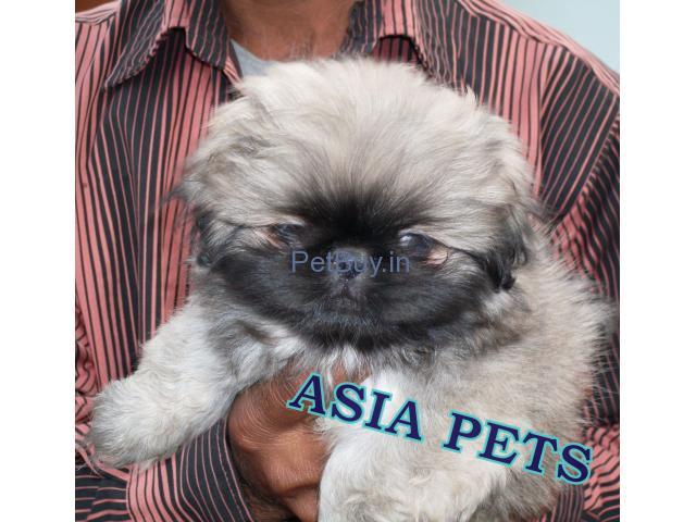 Pekingese Puppies For Sale At Asia Pets