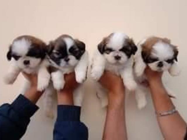 9886657415 Shih Tzu Puppies For Sale