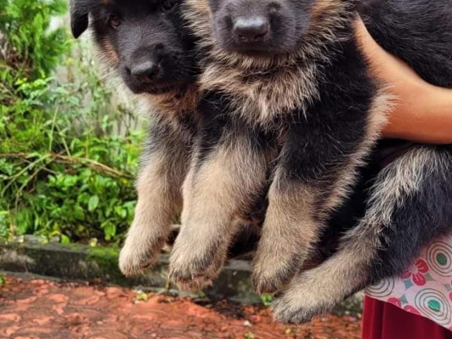 9886657415 Whatsapp German Shepherd Puppies