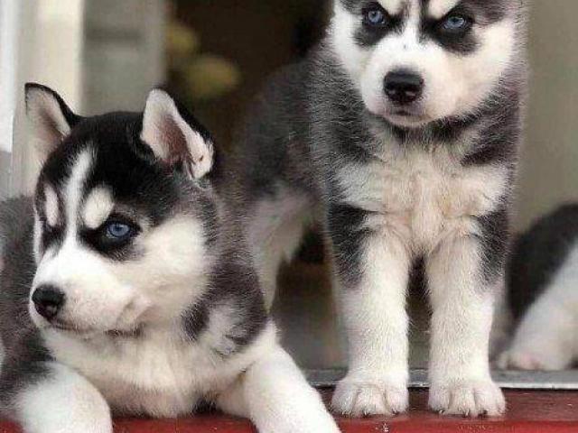 Purebreed Original Blue Eyes Siberian Husky Puppies Available For Sale