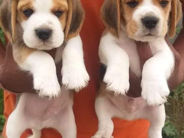 9555944924 Whatsapp Beagle Puppies
