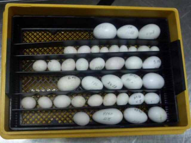 Fertile Parrot Eggs And Incubator For Sale Whats-app +237699461444