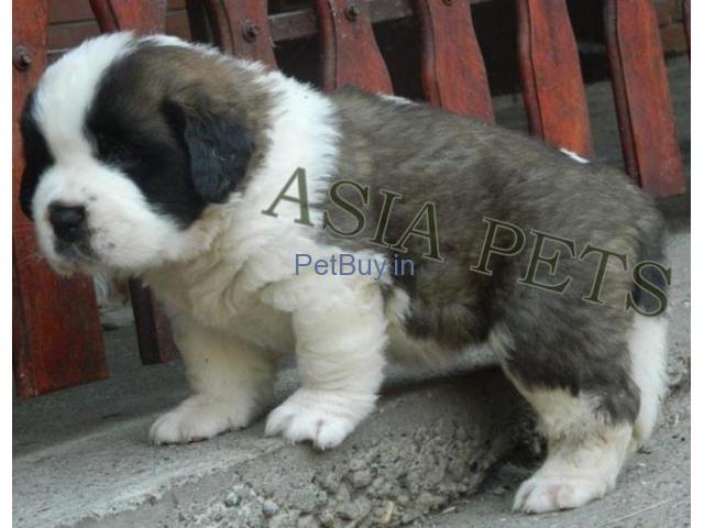 Saint Beranrd Puppies For Sale At Asia Pets