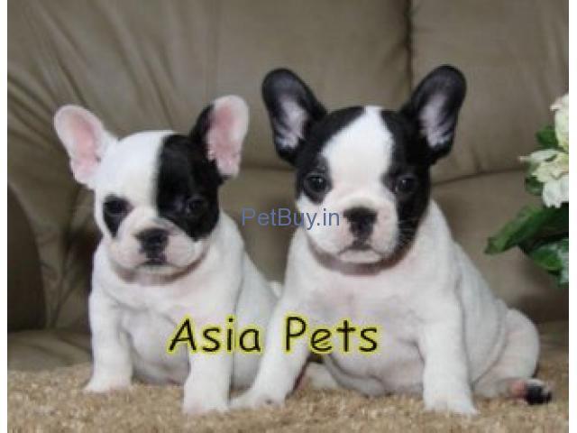 French Bulldog Puppies For Sale At Asia Pets